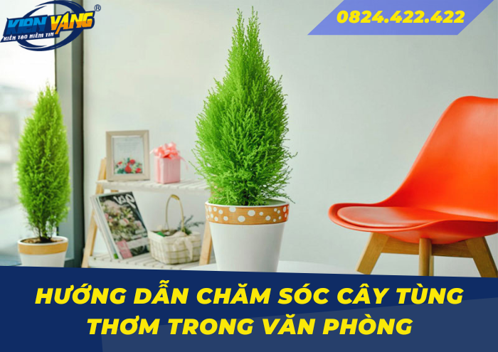 Hướng dẫn chăm sóc cây Tùng Thơm trong văn phòng