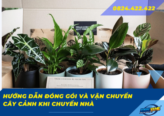 Hướng dẫn đóng gói và vận chuyển cây cảnh khi chuyển nhà