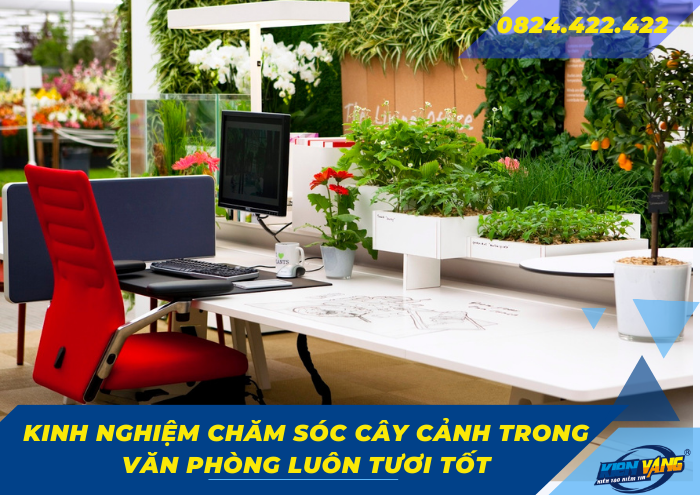 Kinh nghiệm chăm sóc cây cảnh trong văn phòng luôn tươi tốt